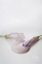 [700036] Faded Rose 100ml